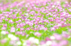 野の花