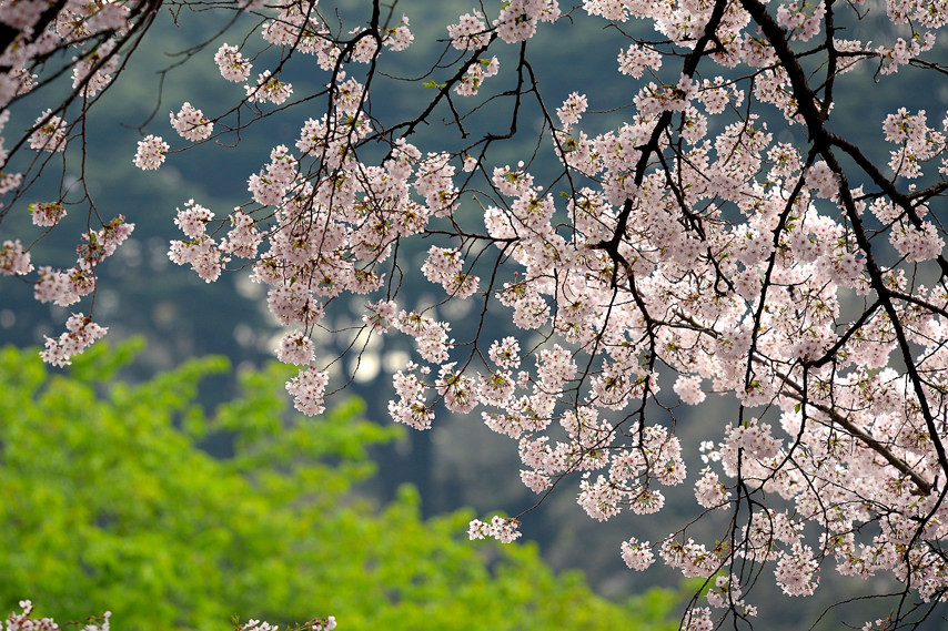 桜