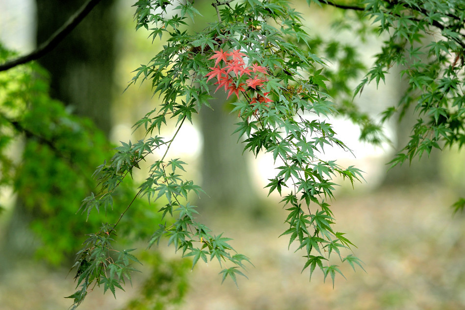 君の紅