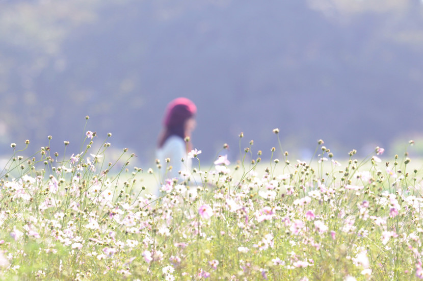 秋桜