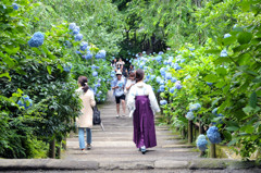北鎌倉　明月院