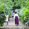 北鎌倉　明月院