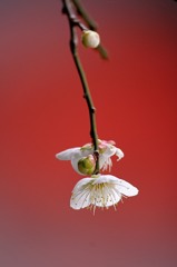 鎌倉　荏原天神社