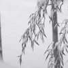 降り続く