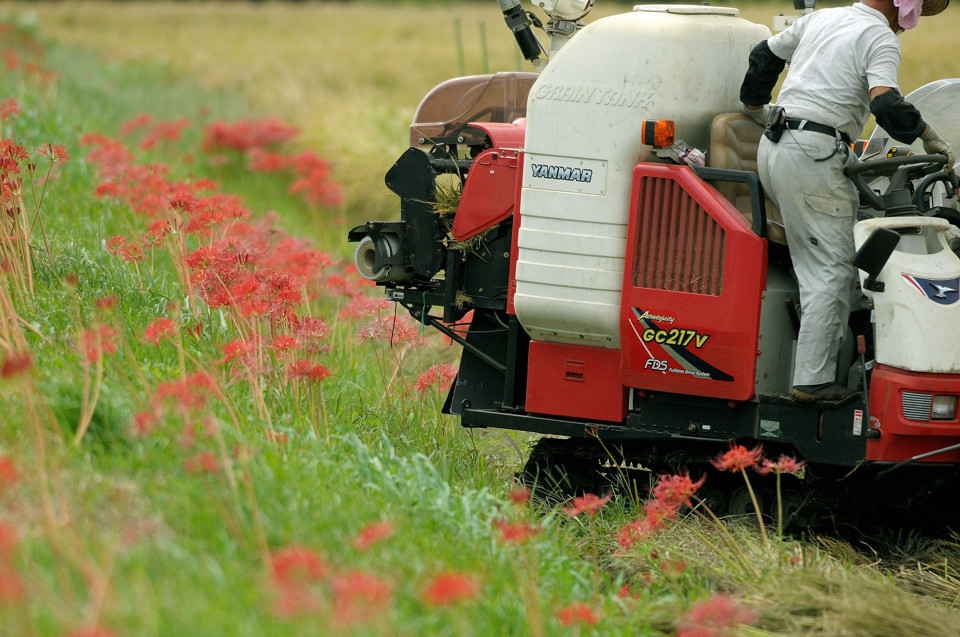 ヤン坊マー坊　天気予報