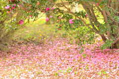 山茶花