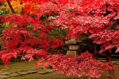 鎌倉の紅葉