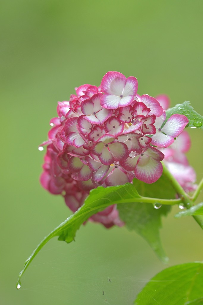 紫陽花