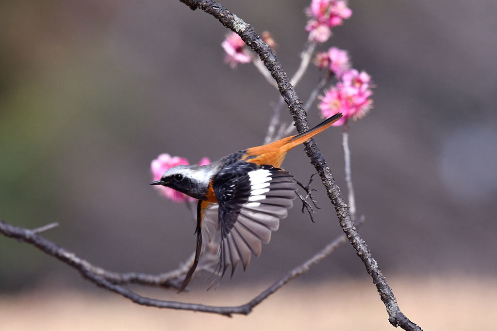 紅梅咲いて