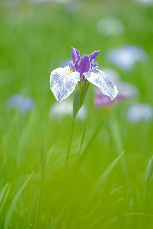 花菖蒲