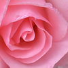 薔薇　