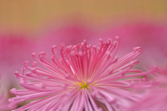 菊