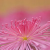 菊