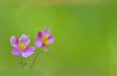 シュウメイ菊