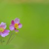 シュウメイ菊