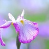 花しょうぶ