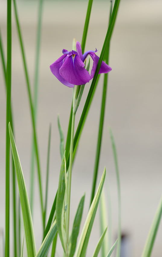 花菖蒲