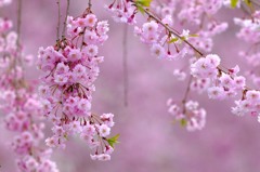 枝垂れ桜