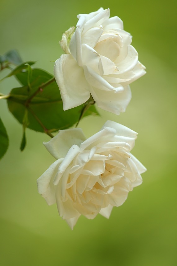 白薔薇