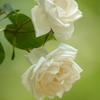 白薔薇