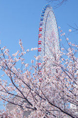 みなとみらいの桜