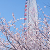 みなとみらいの桜
