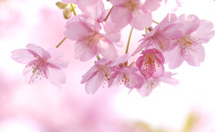 河津桜