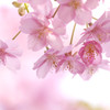 河津桜