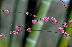 竹薮に咲く2 竹薮に咲く2