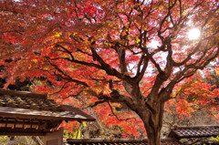 鎌倉　東慶寺