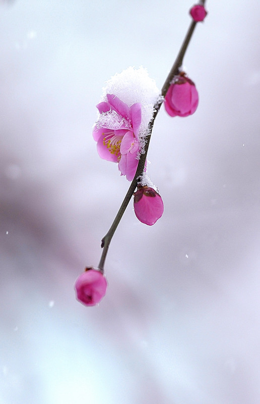雪ふりました