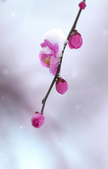 雪ふりました