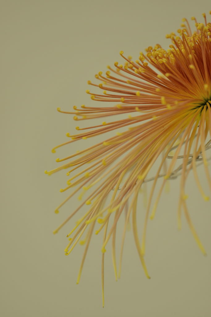 母の菊