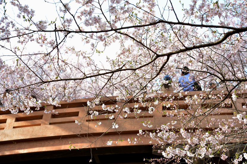 桜