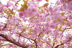 八重桜
