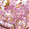 八重桜