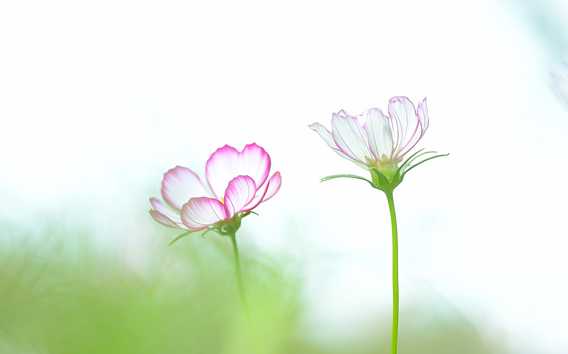 並ぶ