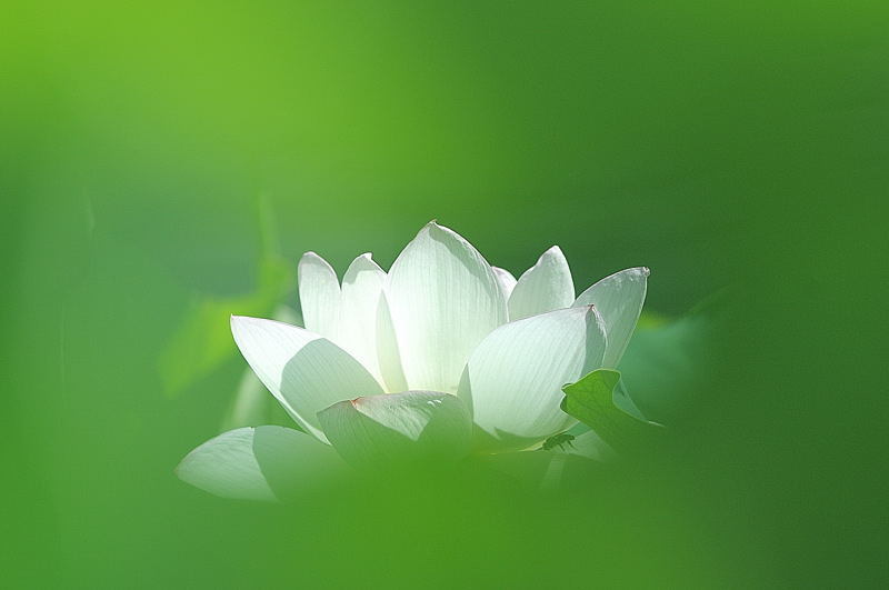 蓮３
