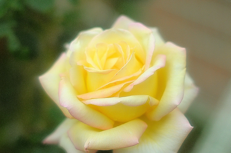 薔薇