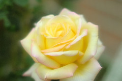 薔薇