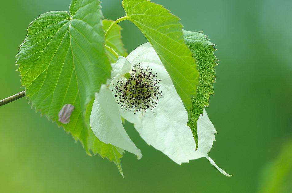 大船フラワーセンター