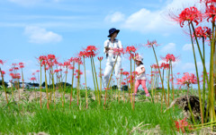 彼岸花の里