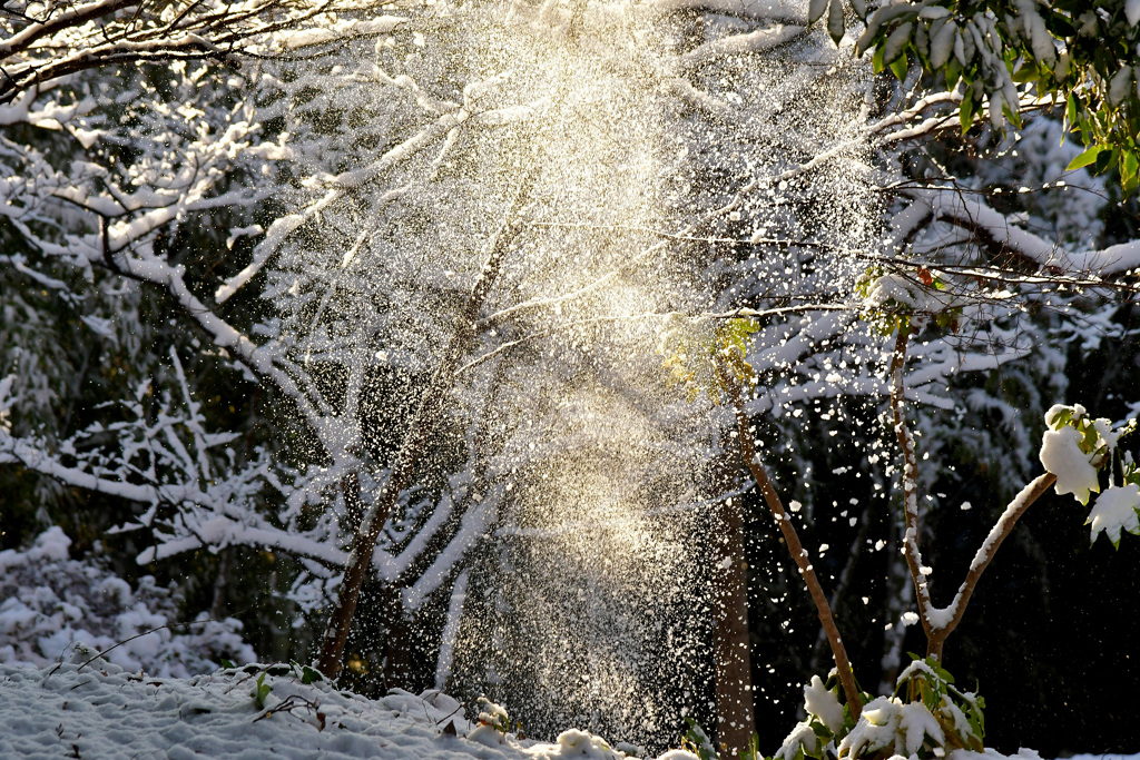 雪の朝