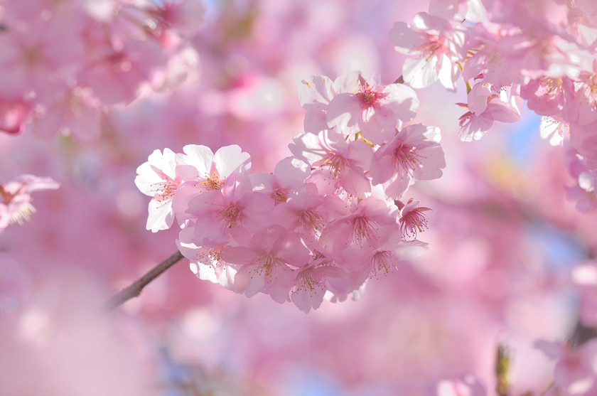 河津桜