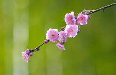 竹林の梅