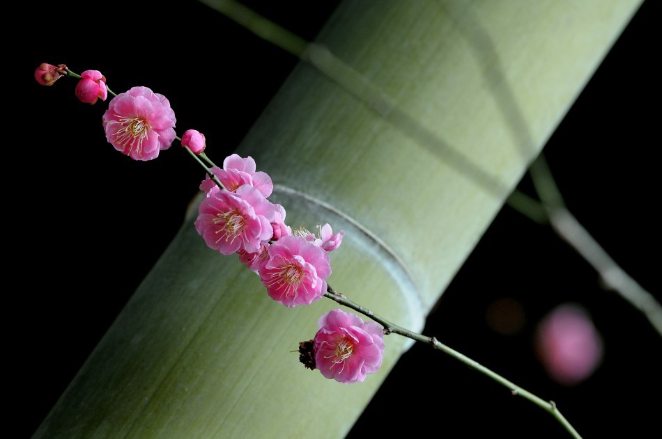 竹薮に咲く