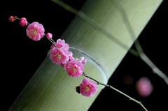 竹薮に咲く 竹薮に咲く
