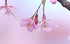 サクラ