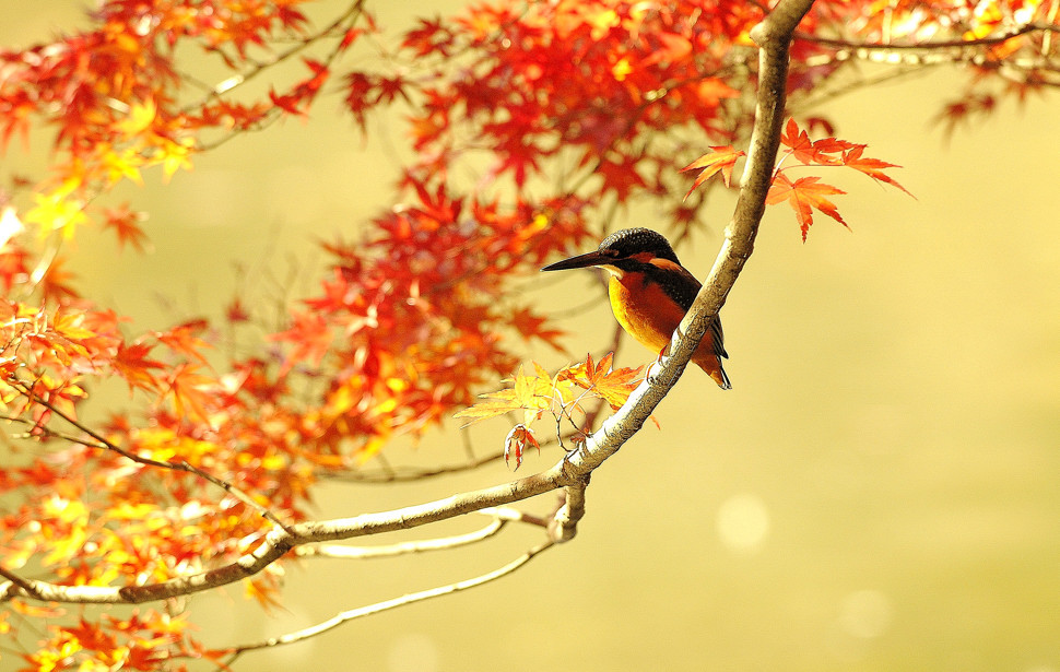 紅葉狩りですか！