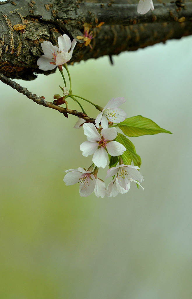 桜